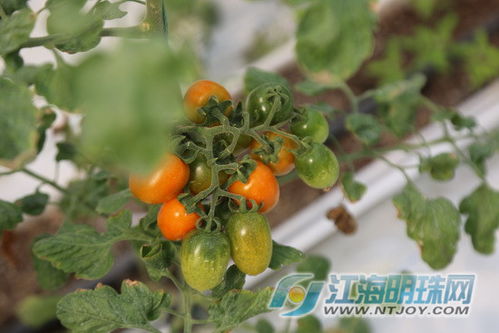 筑牢食安防線 南通“一票通”守護百姓“菜籃子”